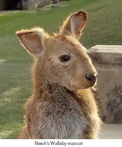 Wallaby mascot, John Newcombe Tennis Ranch